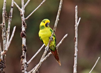 Yellow-eared Parrot_1202.jpg