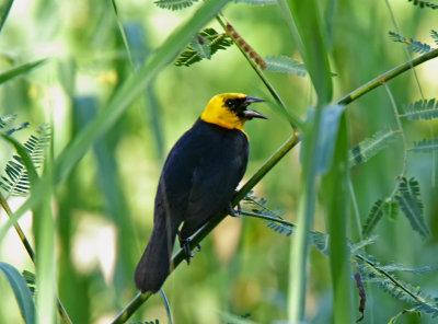 Yellow-hooded Blackbird - male_4398.jpg