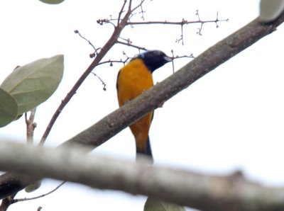 Golden-rumped Chlorophonia - male_2745.jpg