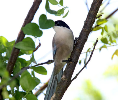 Azure-winged Magpie_5159.jpg