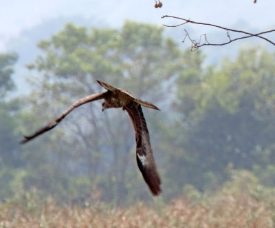 Black Kite_5305.jpg