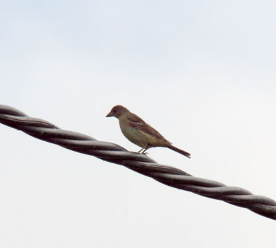 Black-headed Bunting_5438.jpg