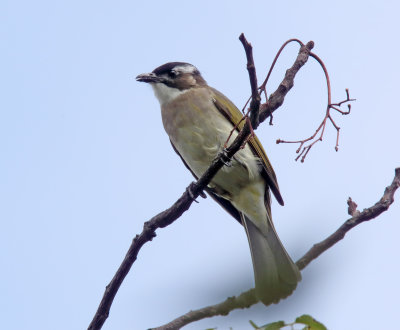 Light-vented Bulbul_5241.jpg