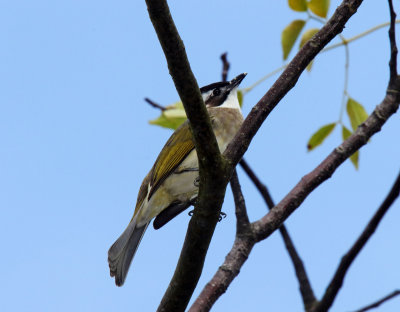 Light-vented Bulbul_5251.jpg