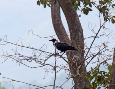 Collared Crow_5300.jpg