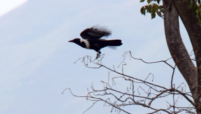 Collared Crow_5305.jpg