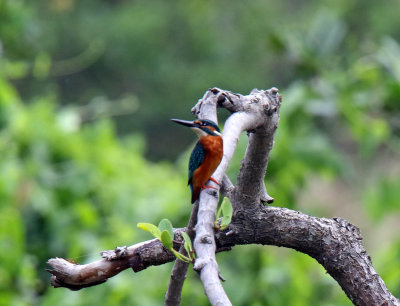 Common Kingfisher_5282.jpg