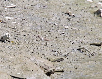 Common Sandpiper_5076.jpg