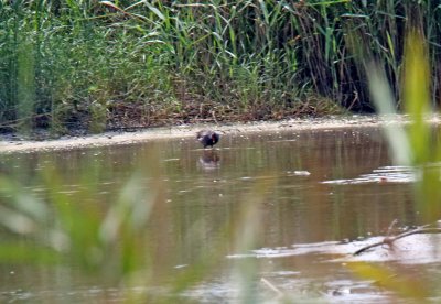 Common Moorhen_5341.jpg