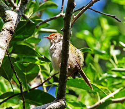 Common Tailorbird_4908.jpg