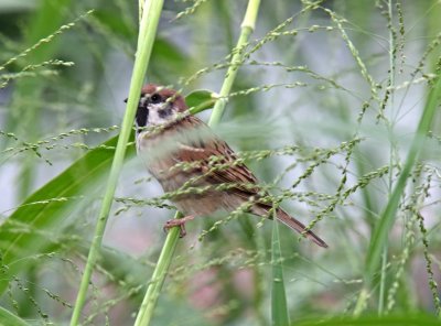 Eurasian Tree Sparrow_5429.jpg