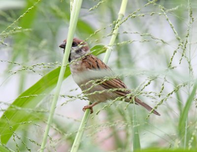 Eurasian Tree Sparrow_5430.jpg