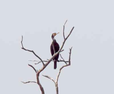Great Cormorant - adult non-breeding_5207.jpg