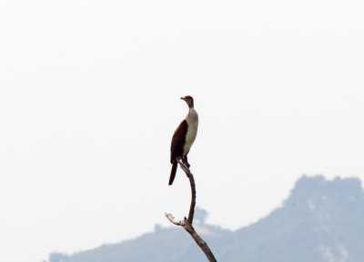 Great Cormorant - juvenile_5298.jpg