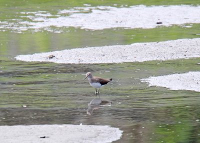 Green Sandpiper_5036.jpg