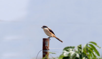 Long-tailed Shrike_5219.jpg