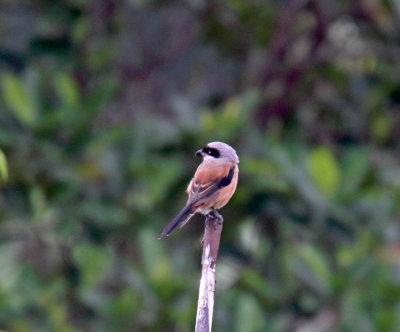 Long-tailed Shrike_5497.jpg