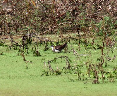 Pheasant-tailed Jacana_5482.jpg