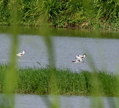 Pied Avocet_5385.jpg