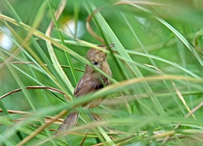 Plain Prinia_5129.jpg