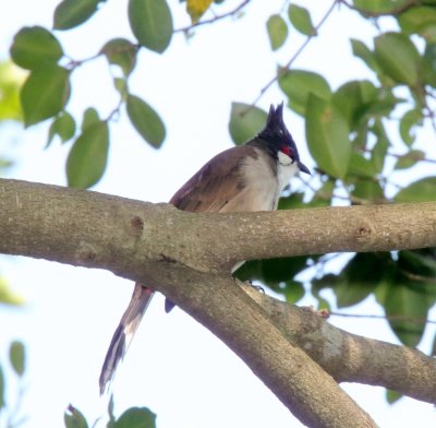 Red-whiskered Bulbul - adult_4876.jpg