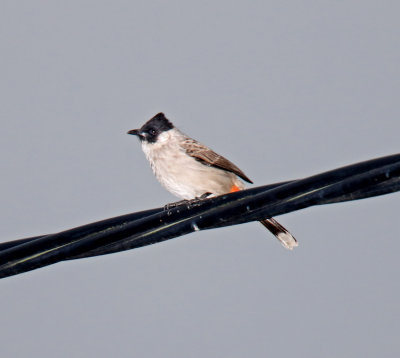 Sooty-headed Bulbul_5540.jpg