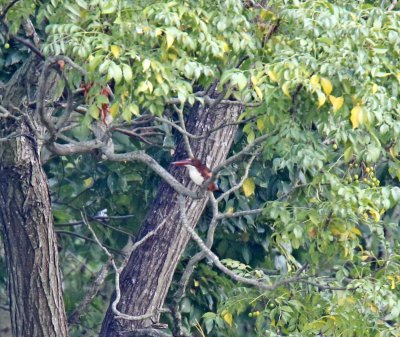 White-throated Kingfisher_5389.jpg