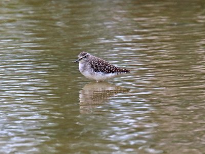 Wood Sandpiper_5506.jpg