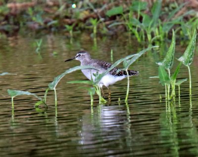 Wood Sandpiper_5524.jpg