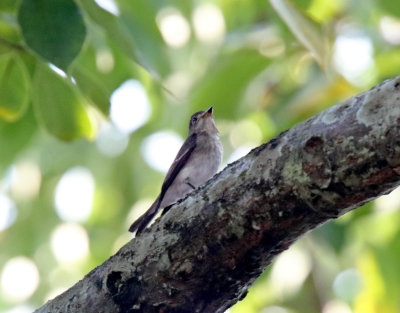 Asian Brown Flycatcher_4820.jpg