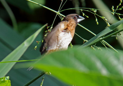 White-rumped Munia_4834.jpg