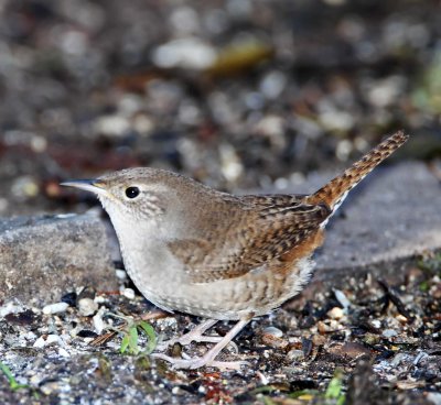 House Wren_5338.jpg