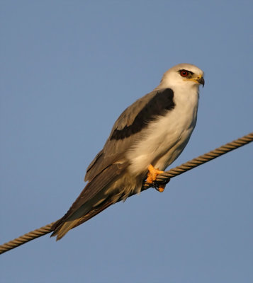 White-tailed Kite_4865.jpg