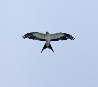 Swallow-tailed Kite_3697.jpg