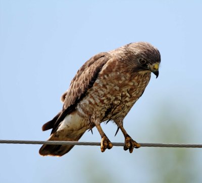 Broad-winged Hawk - adult_0345.jpg