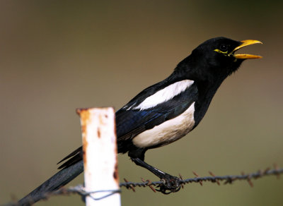 Yellow-billed Magpie_0204.jpg