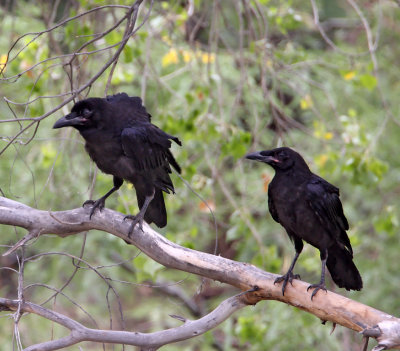 Chihuahuan Raven_1992.jpg