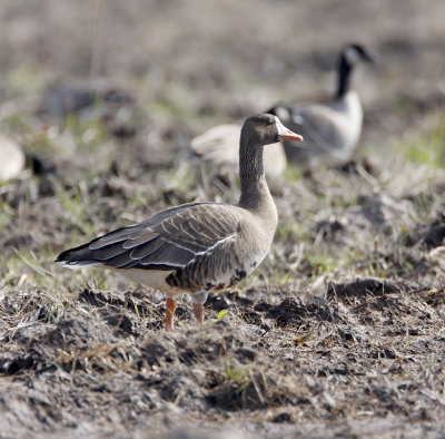 Greater White-fronted Goose - adult_2171.jpg