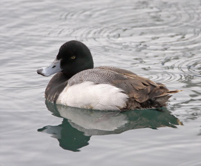 Greater Scaup - male_3899.jpg