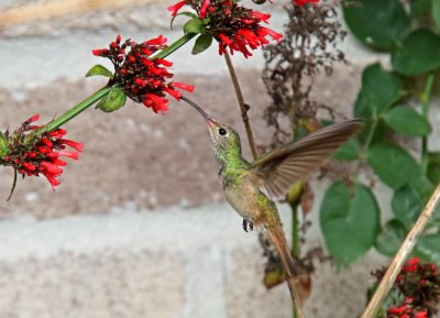Buff-bellied Hummingbird_5730.jpg