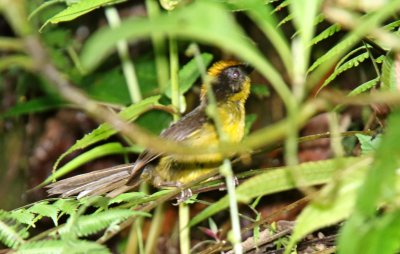 Tricolored Brush-Finch_3733.jpg