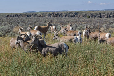 Bighorn sheep graze by the highway