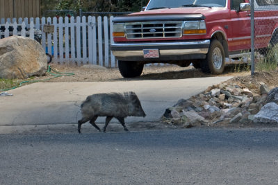Neighborhood pig