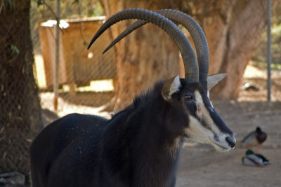 Sable Antelope