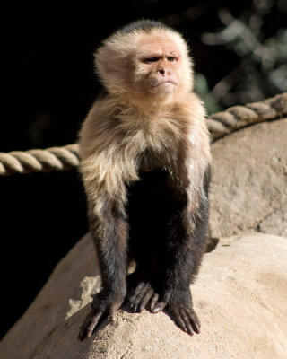 Grumpy monkey