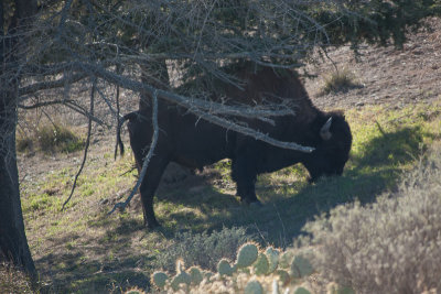 Bison