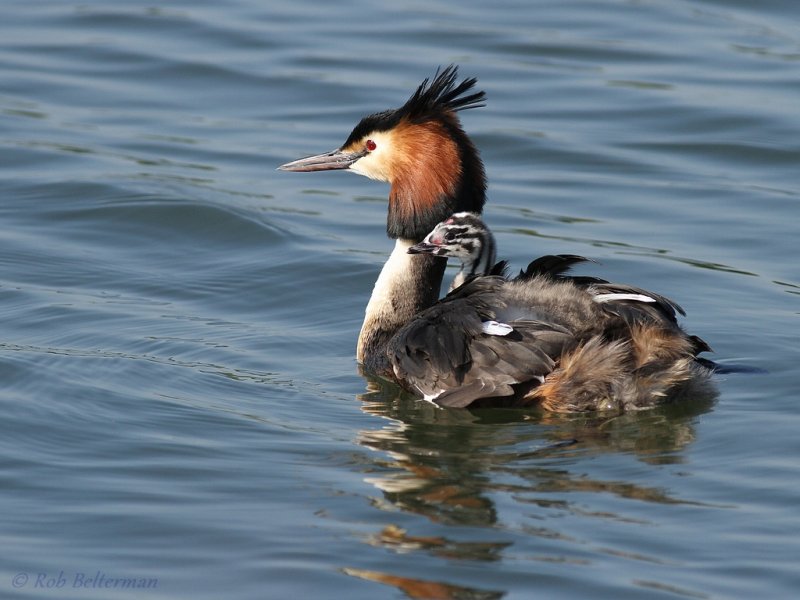 Fuut - Great Crested Grebe