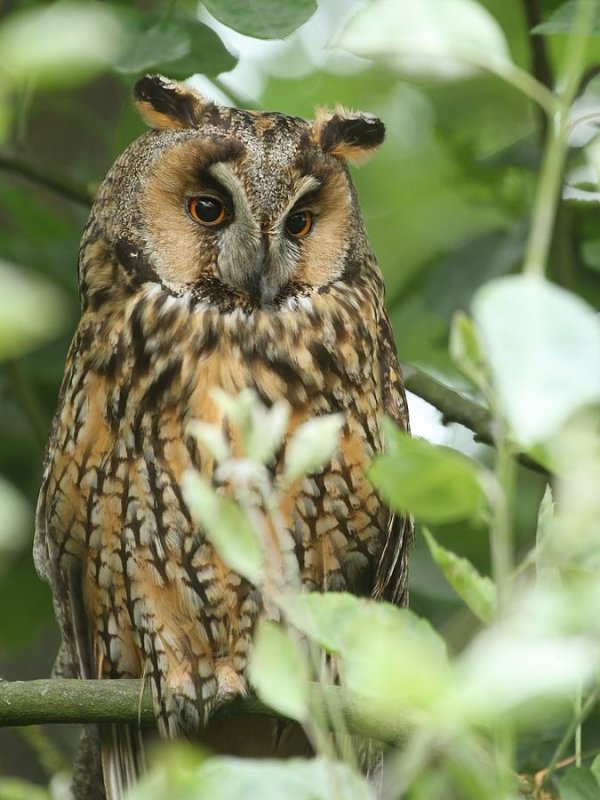 Ransuil - Long-eared Owl - Asio otus