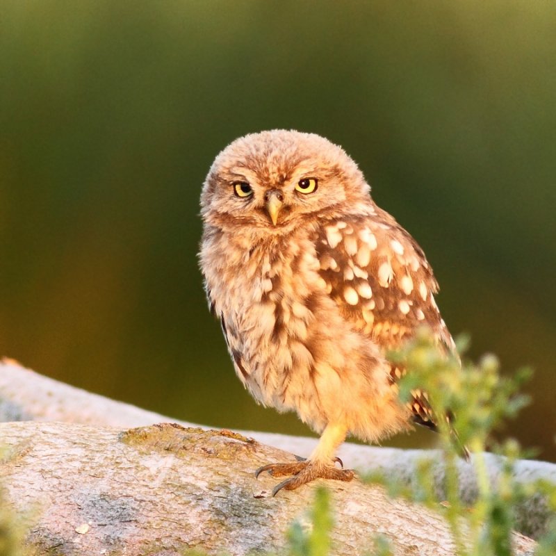 Steenuil - Little Owl - Athene noctua