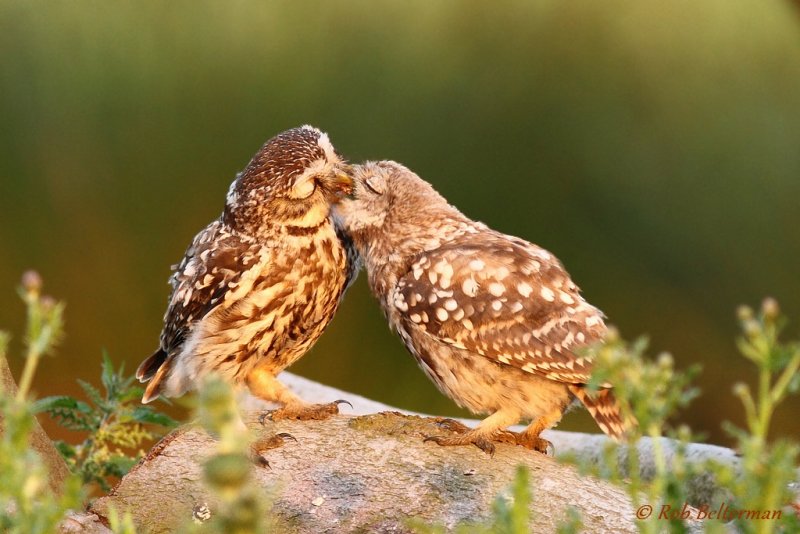 Steenuil - Little Owl - Athene noctua